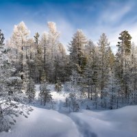 Зимняя тропа :: Vladimbormotov 