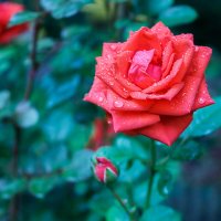 Красная роза в саду :: Радомир Тарасов