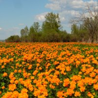 Оранжевое море цветов. :: nadyasilyuk Вознюк