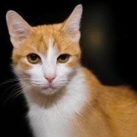 Ginger cat :: Владимир Лазарев