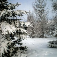 Зима :: Людмила Павловна Крышковец