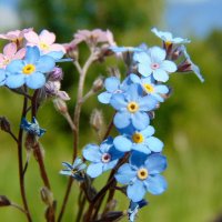 Незабудочка цветочек - нежно-синенький глазок. :: nadyasilyuk Вознюк