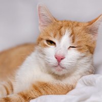 Ginger cat :: Владимир Лазарев