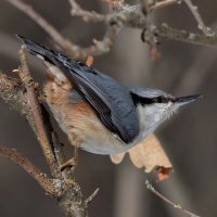 Поползень :: Юрий Кирьянов