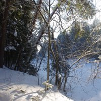 Прогулка  по зимнему лесу. :: Сергей 