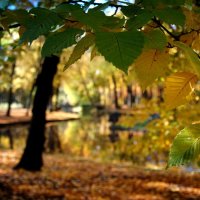 Осень / Herbst :: "The Natural World" Александер