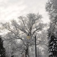Снежная зима 2019 года :: Татьяна 