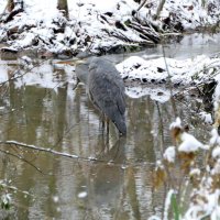 "Серая Цапля" на Oзере. "The Natural World" (Мир Природы) :: "The Natural World" Александер