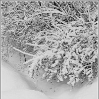Белым снегом замело... :: Владимир Попов