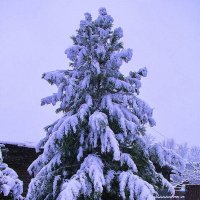 Мой кедр после снегопада :: Людмила Смородинская