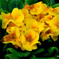 Цветы желтые. :: Валерьян 