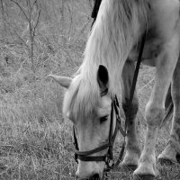 Белая лошадь. :: nadyasilyuk Вознюк
