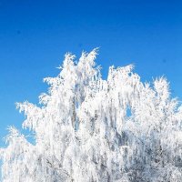 Волшебница - зима :: Людмила Павловна Крышковец