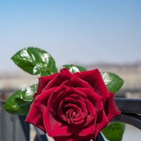 Красная роза :: Николай Чекалин
