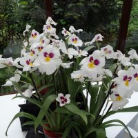 Снова орхидеи :: svk *
