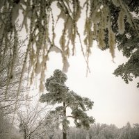 Морозный Приоратский парк. :: Анастасия Белякова