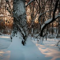 В зимнем лесу :: Sergei Vikulov