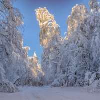 Замороженный лес :: Vladimbormotov 