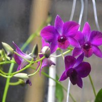 Цветущие орхидеи :: Татьяна Тюменка