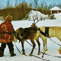 На праздник оленевода! :: Владимир 