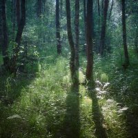 В летнем лесу :: Валерий Вождаев
