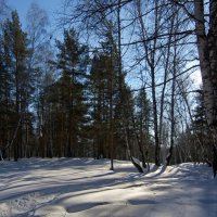 На опушке "городского" леса. :: Михаил Полыгалов