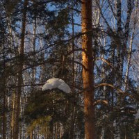 "Взвешивание снега" :: Михаил Полыгалов