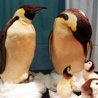 Выставка"Парад пингвинов" в Музее природы Эстонии :: Aida10 