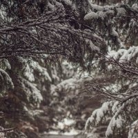 елочки и снег :: Александр Леонов