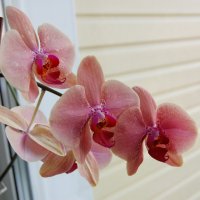 Орхидеи :: Надежда 