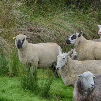 Ирландские овечки :: Ольга 