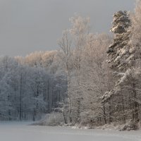 В белый снег весь лес одет. :: Вячеслав Криволуцкий