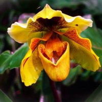 Венерин башмачок(Циприпедиум) на Выставке орхидей в Ботаническом саду Таллина 2024 :: Aida10 