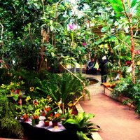 Выставка орхидей в  Пальмовом доме Ботанического сада Таллина 2024 :: Aida10 