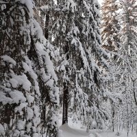зимний лес :: Елена Кордумова