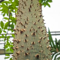 Сейба великолепная (Ceiba speciosa)...Ну, очень колючая! :: Магомед .