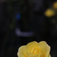 Розы эдинбургских парков :: Ольга 