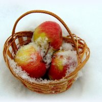 Яблоки на снегу. :: nadyasilyuk Вознюк