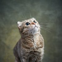 Котька :: Мария Шабурникова