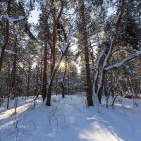 Солнце в зимнем лесу :: Александр Синдерёв