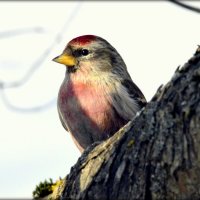 Чечётка греется на весеннем солнышке :: Сергей 