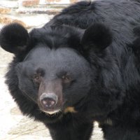Гималайский (уссурийский) медведь :: <<< Наташа >>>