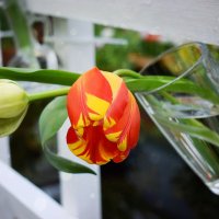 Тюльпаны -  символ 8 марта. :: Татьяна Помогалова
