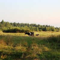 Корова бабушки Вали на хуторе :: Артем 