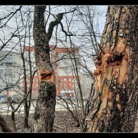 Раненые деревья :: Сеня Белгородский