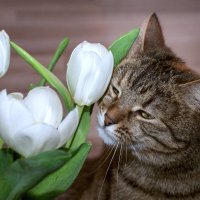 А весна пахнет тюльпанами! :: Ирина Полунина