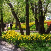 Белгород в тюльпанах [1] :: Игорь Сарапулов