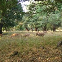 Пятнистые олени в Национальном парке Рантхамбор, Индия. :: unix (Илья Утропов)
