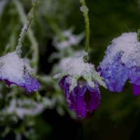 СНЕГ - Снег - снег в цветы :: Владимир Максимов