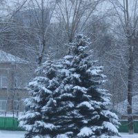 Снегом украшена елочка зимой :: Дмитрий Никитин
